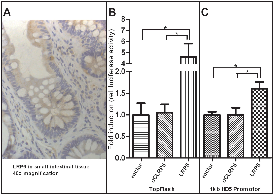 Increased activity of β-catenin–dependent Wnt via overexpression of LRP6 transactivates human α-defensin 5 promoter activity in HEK-293 cells.