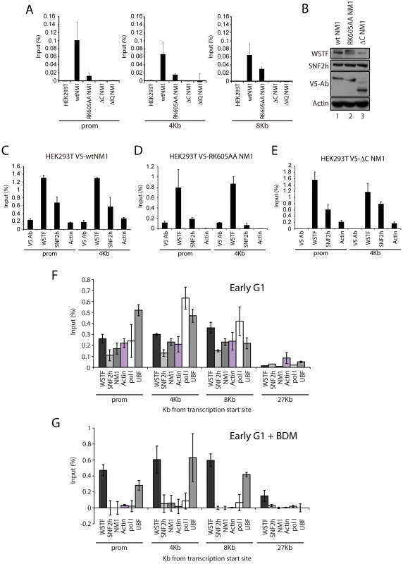 NM1 C-terminus and intact motor function are required for the association of NM1, SNF2h, and actin with rRNA genes.