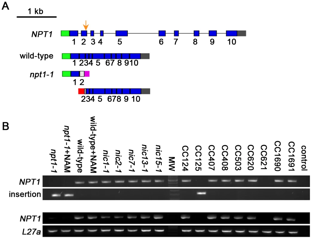 <i>Chlamydomonas</i> strain CC-125 contains an insertion in the <i>NAMPT</i> gene.