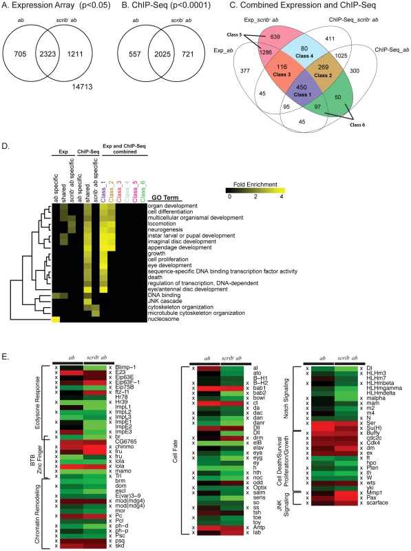 Potential tumourigenic targets of Ab identified from expression array and ChIP-Seq analysis.