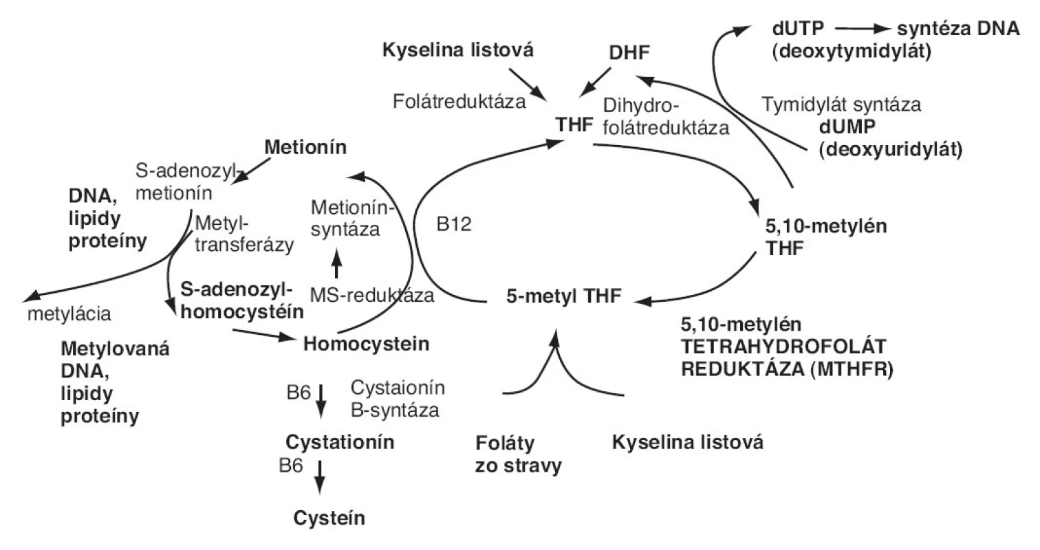 Metabolizmus kyseliny listovej.
THF – tetrahydrofolát – aktívna forma kyseliny listovej [4]