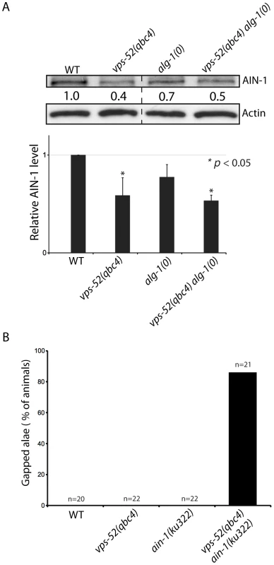 Effects of <i>vps-52</i> on the GW182 protein and GW182 mutant animals.