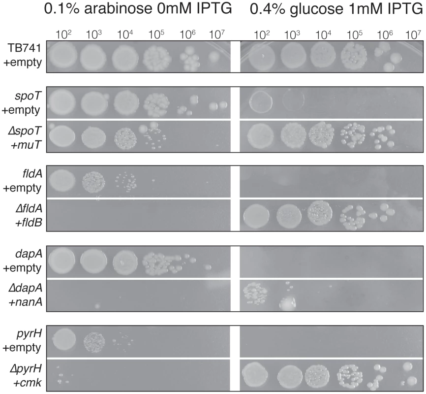 Differential colony formation of essential gene knockout mutant strains.
