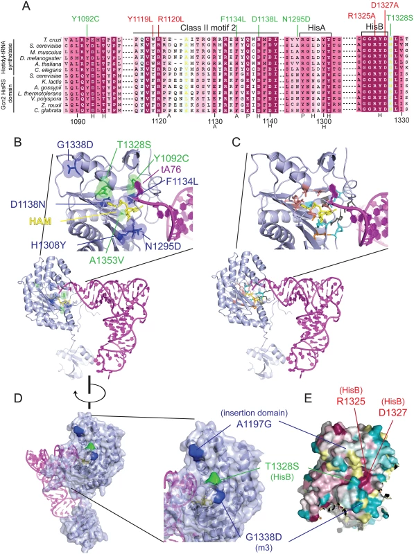 Gcd<sup>-</sup> substitutions in the HisRS domain cluster near the predicted pseudo-active site.