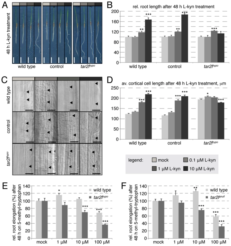 Effect of L-kynerunine (L-kyn) treatment on root elongation of different genotypes.