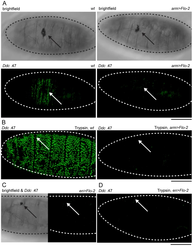 Overexpression of <i>Flo-2</i> inhibits activation of an epidermal wound reporter.