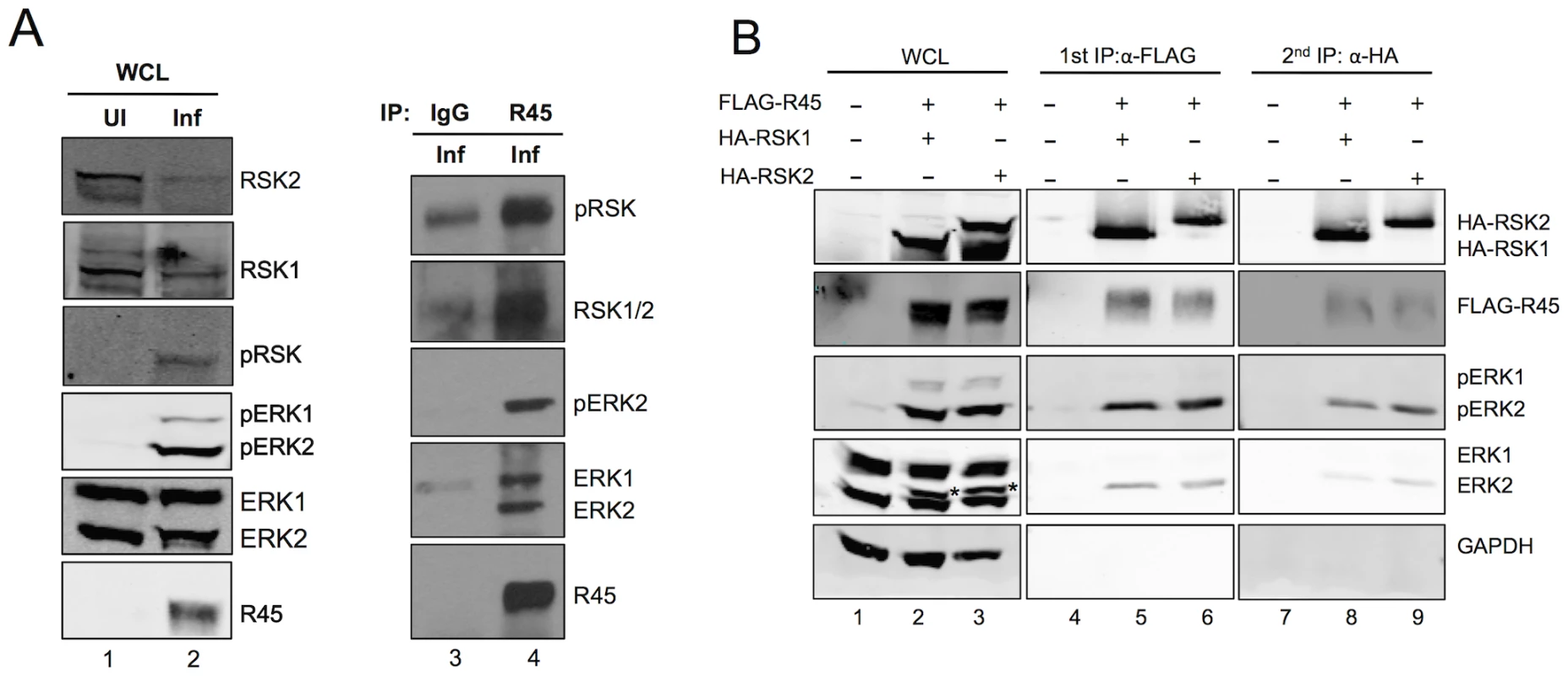 R45 forms a complex with ERK and RSK.