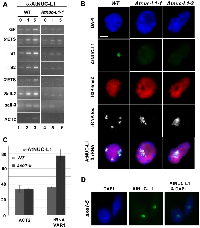 AtNUC-L1 binds specific rRNA gene units.