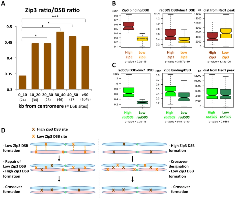 DSB sites with relatively high or low Zip3 enrichment differ in their distance from a centromere, in their DSB frequency in the <i>rad50S</i> mutant, or in their distance from an axis-association site.