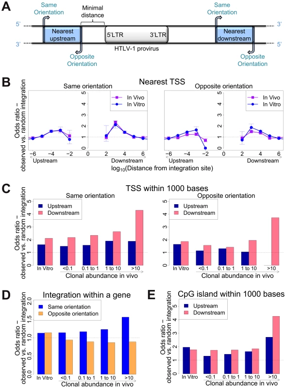 Genomic environment at HTLV-1 proviral integration site determines integration in vitro and abundance in vivo.