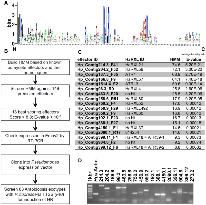 Identification of functional avirulence effector candidates from <i>Hyaloperonospora arabidopsidis (Hpa)</i> using a Hidden Markov Model (HMM)–based search.