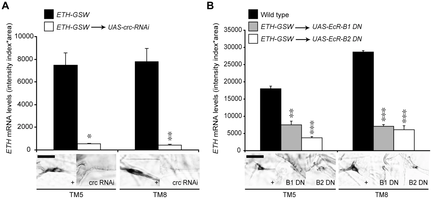 EcR-B1, EcR-B2, and CRC regulated <i>ETH</i> expression.