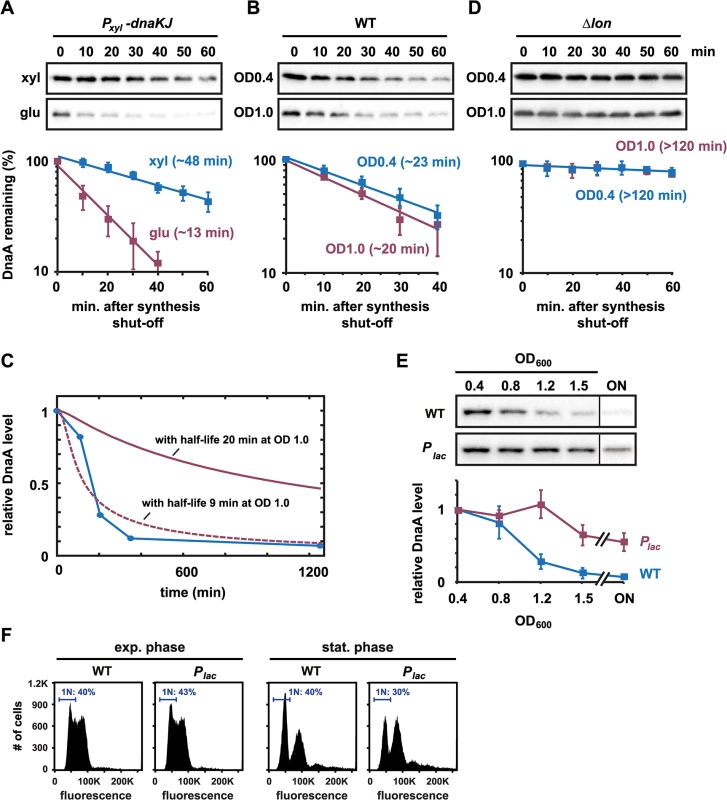 Downregulating DnaA on entry to stationary phase is not due to faster proteolysis, but changes in DnaA synthesis.