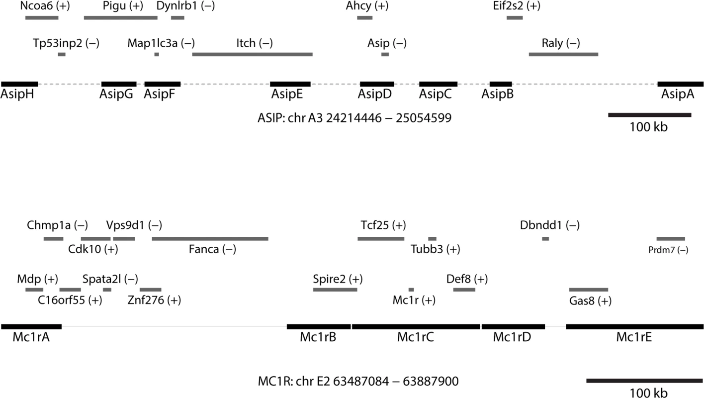 Positions of fosmids and neighboring genes at melanism loci.