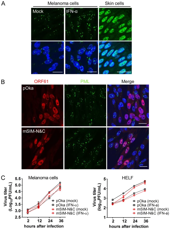 ORF61 SIM-dependent disruption of PML NBs is not required for VZV replication in cultured cells treated with IFN-α.