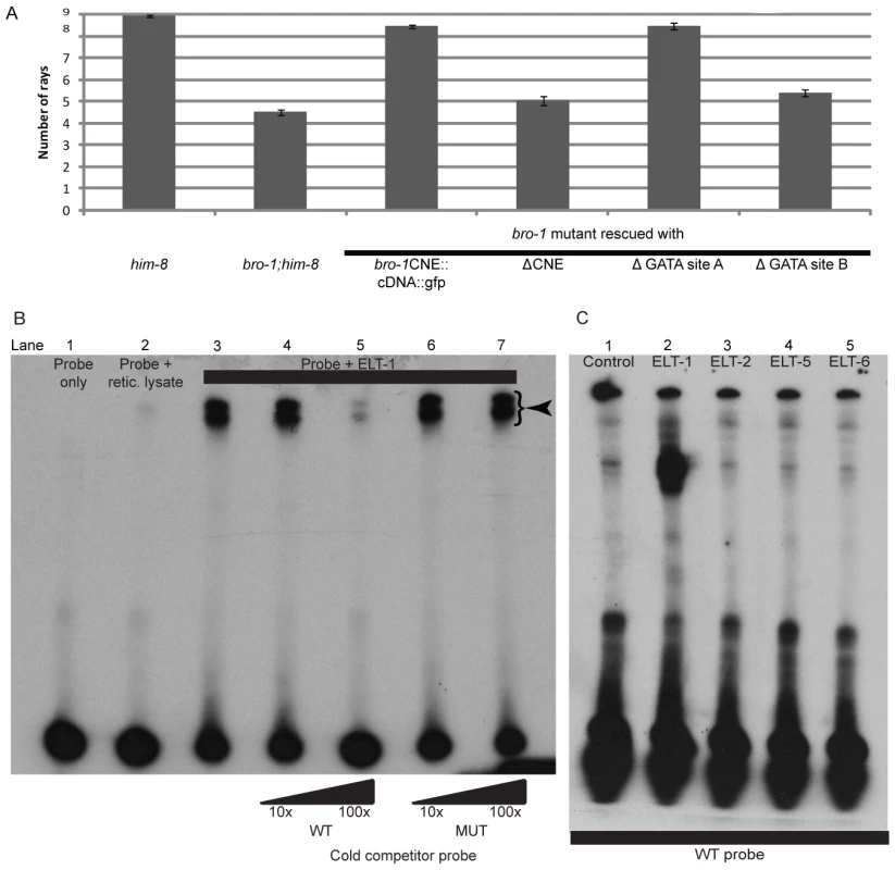 Correct <i>bro-1</i> expression depends on ELT-1 binding to GATA site B.
