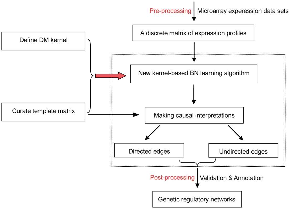 Overview of the Bayesian network learning algorithm DM_BN for reverse engineering regulatory networks from genetic perturbation data.