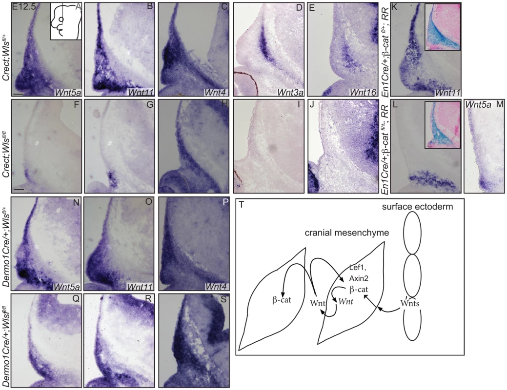 Mesenchyme Wnt ligand expression is dependent on ectoderm <i>Wls</i> and mesenchymal <i>β-catenin</i>.