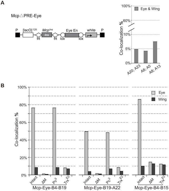 High frequency co-localization to transcription factories depends on Trithorax.