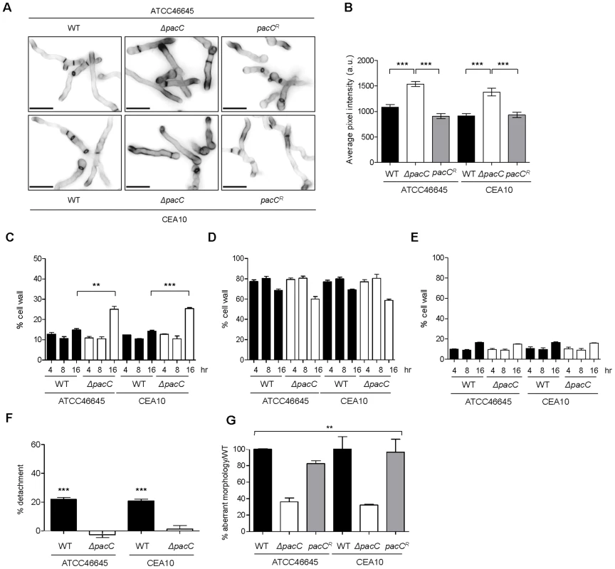 Aberrant morphology of <i>A. fumigatus ΔpacC</i> mutants impacts contact-mediated epithelial decay.