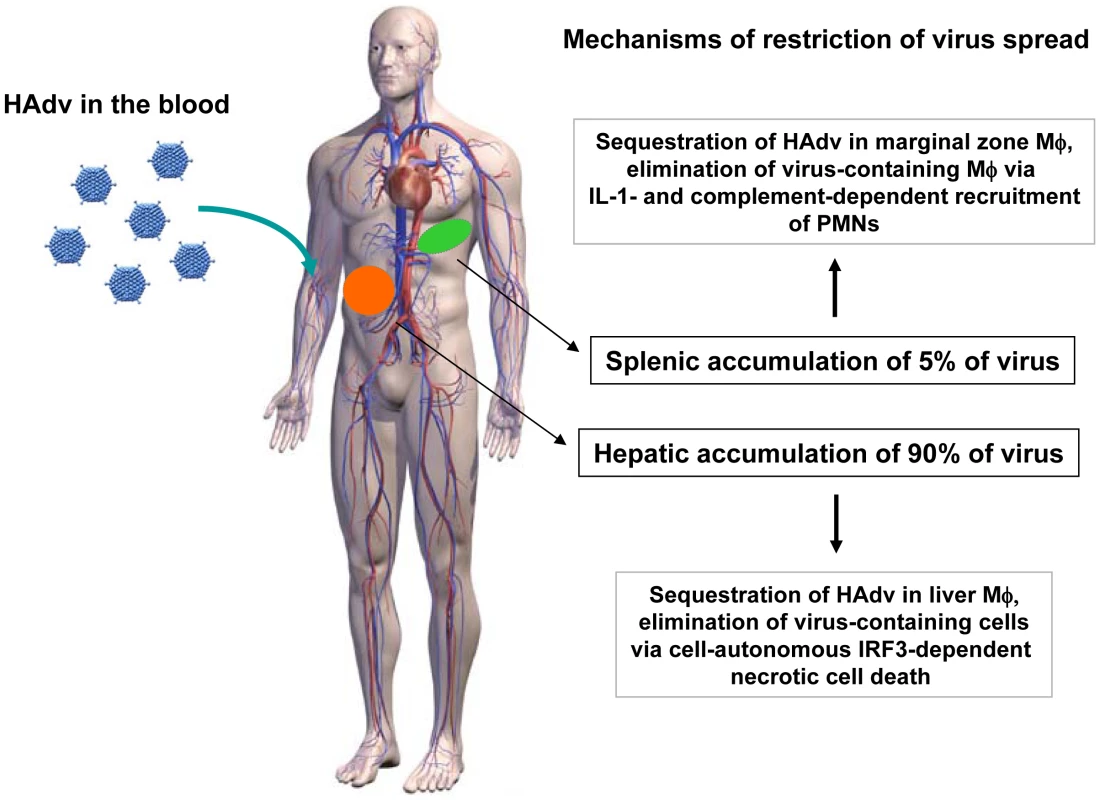 The model of distinct molecular mechanisms engaged by tissue residential macrophages in the liver and spleen to limit systemic spread of adenovirus.