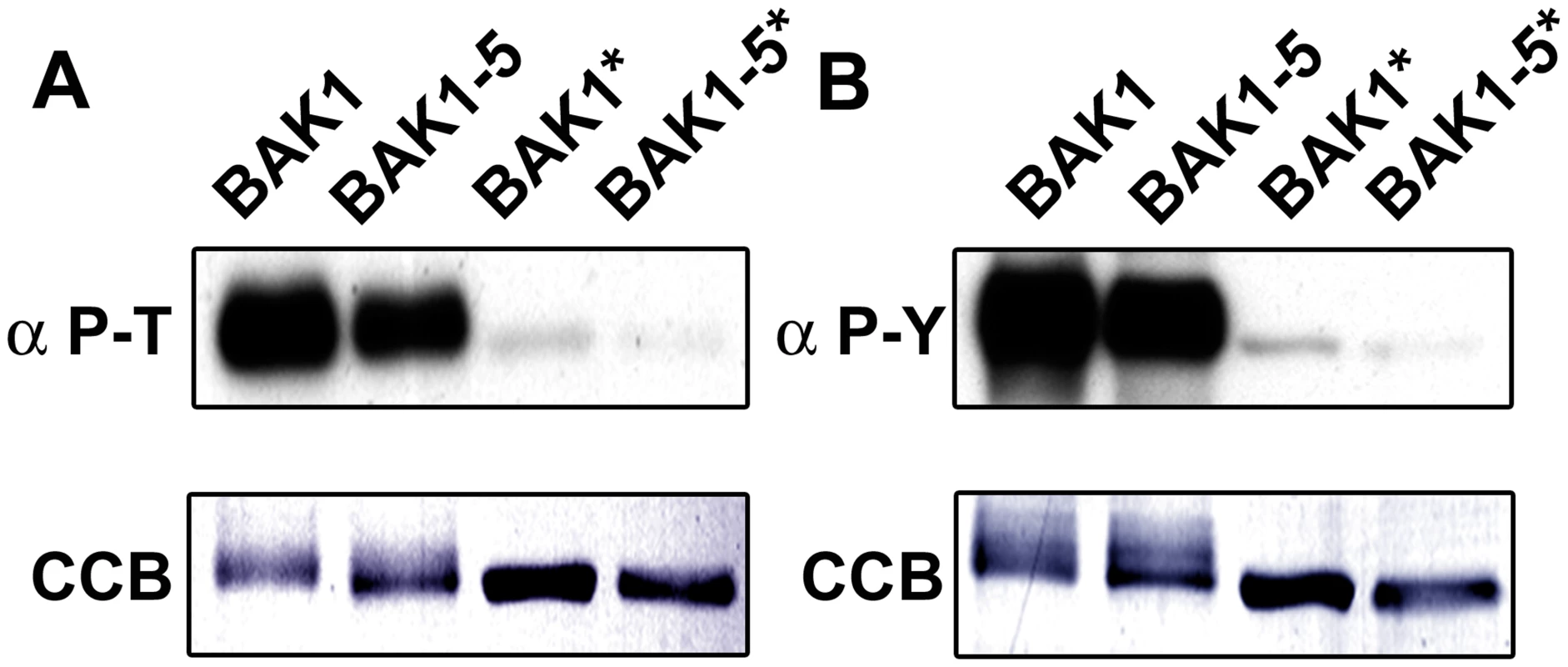 BAK1-5 is a hypoactive kinase <i>in vitro.</i>