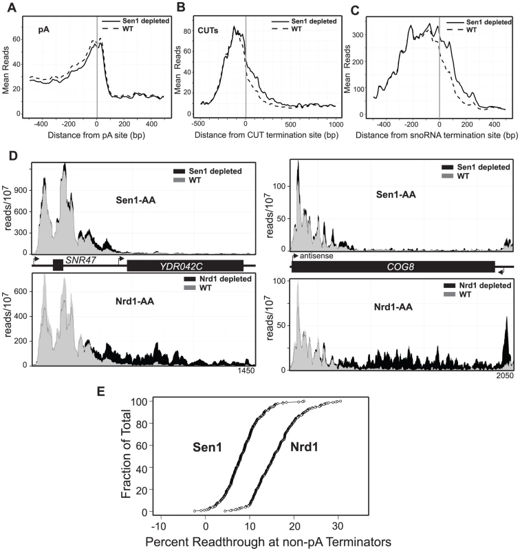 Sen1 depletion causes readthrough at non-pA terminators.