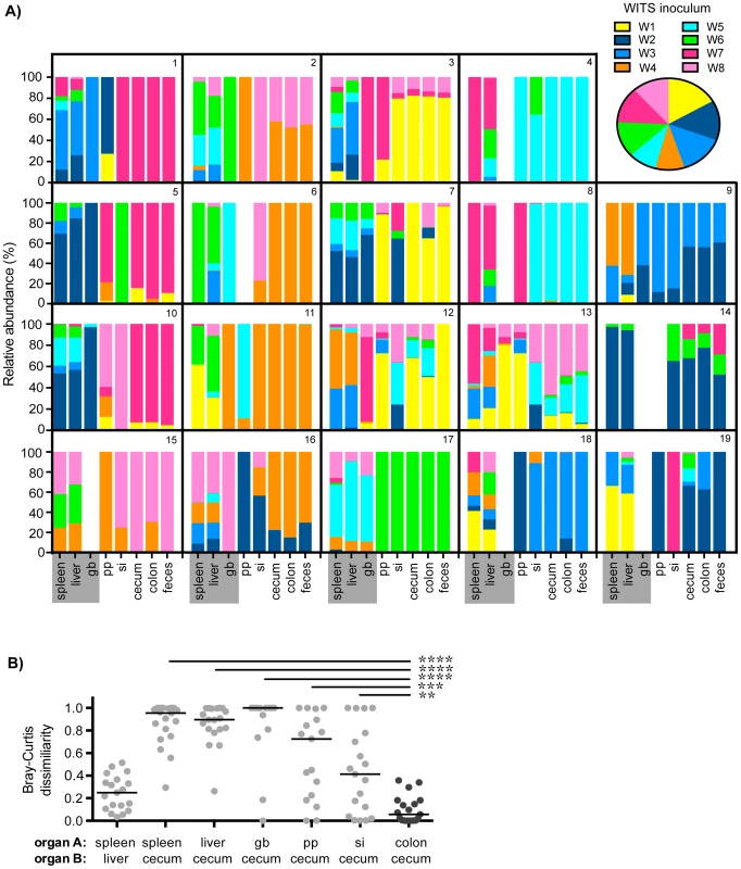 Distinct <i>Salmonella</i> subpopulations arise in systemic and intestinal tissues during chronic infection.