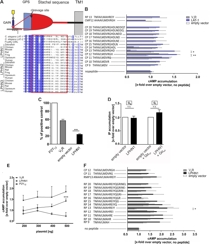 An agonistic sequence C-terminal of the GPS cleavage site activates LAT-1 <i>in vitro</i>.