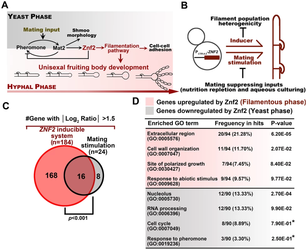Identification of the genetic network in hyphal and yeast populations.