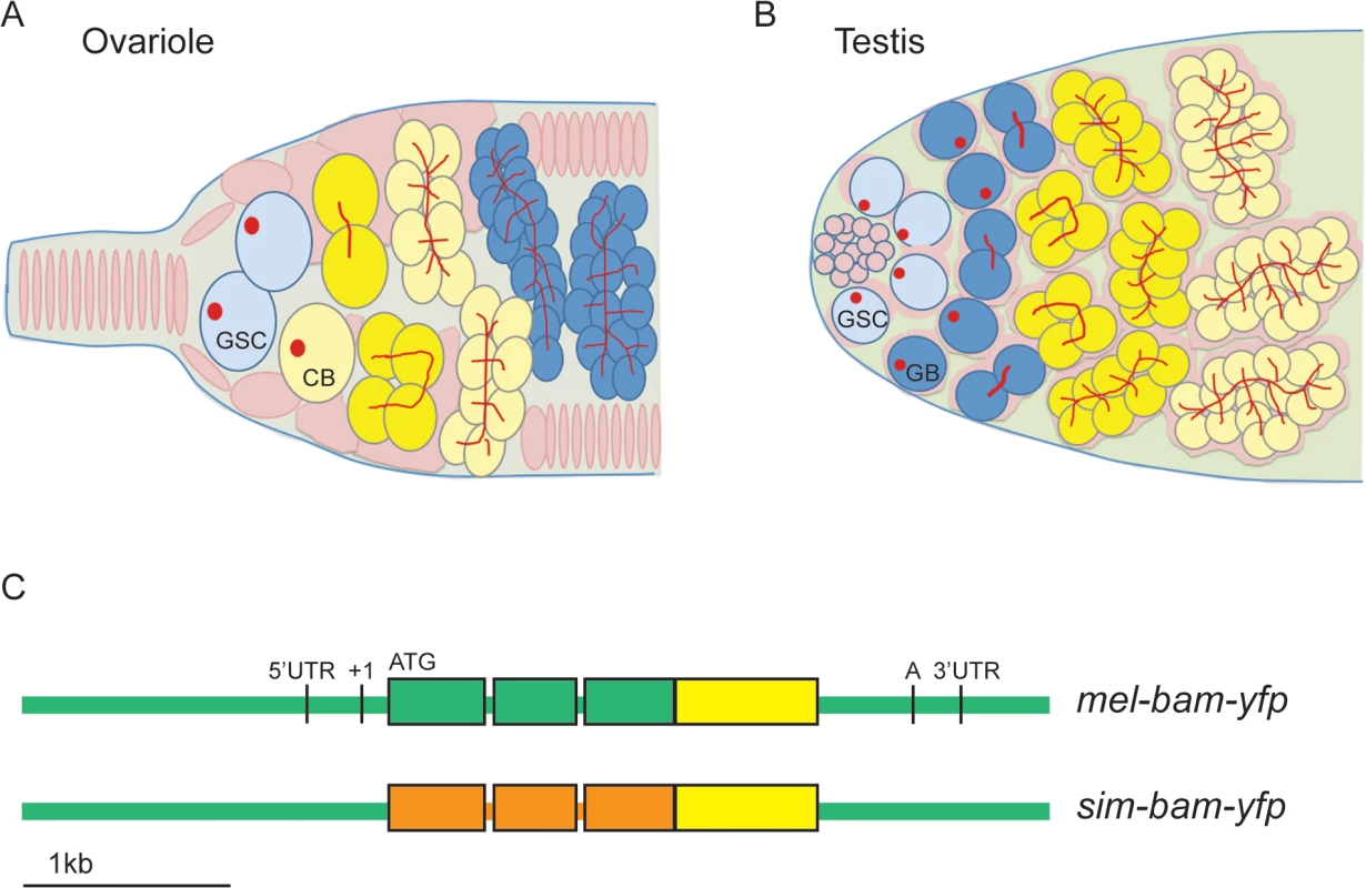 <i>bam</i> transgenic constructs.