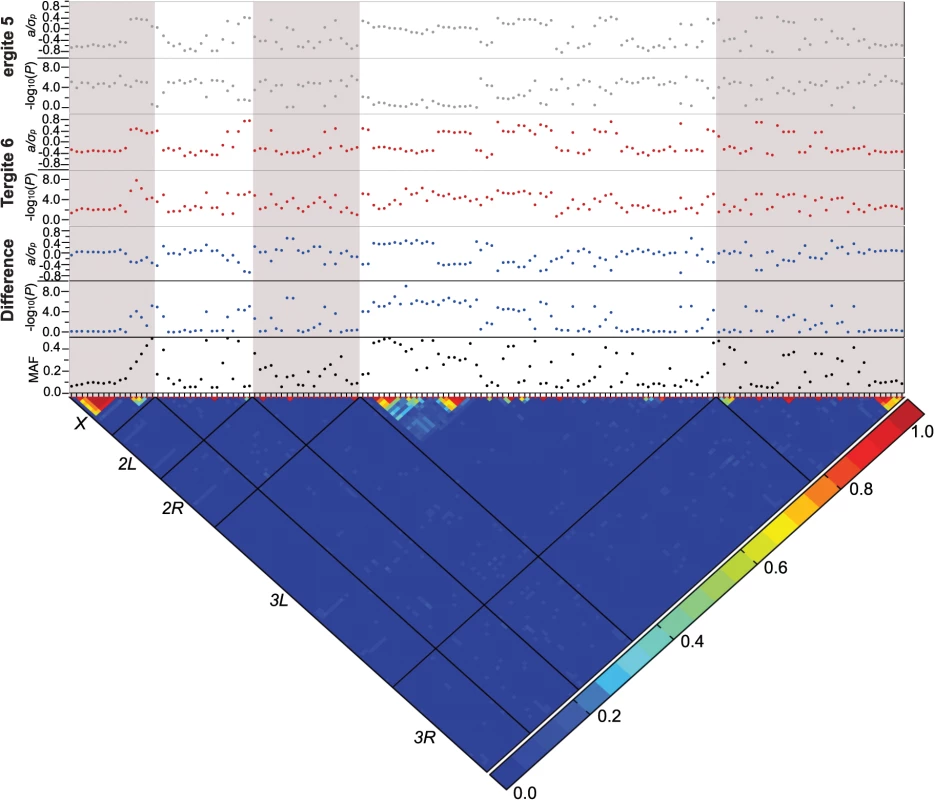 Genome-wide association analyses.