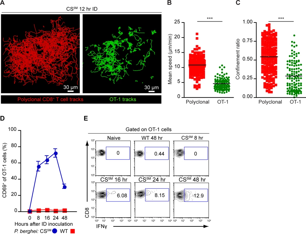 CD8<sup>+</sup> T cell activation correlates with durable interactions between CD8<sup>+</sup> T cells and DCs.