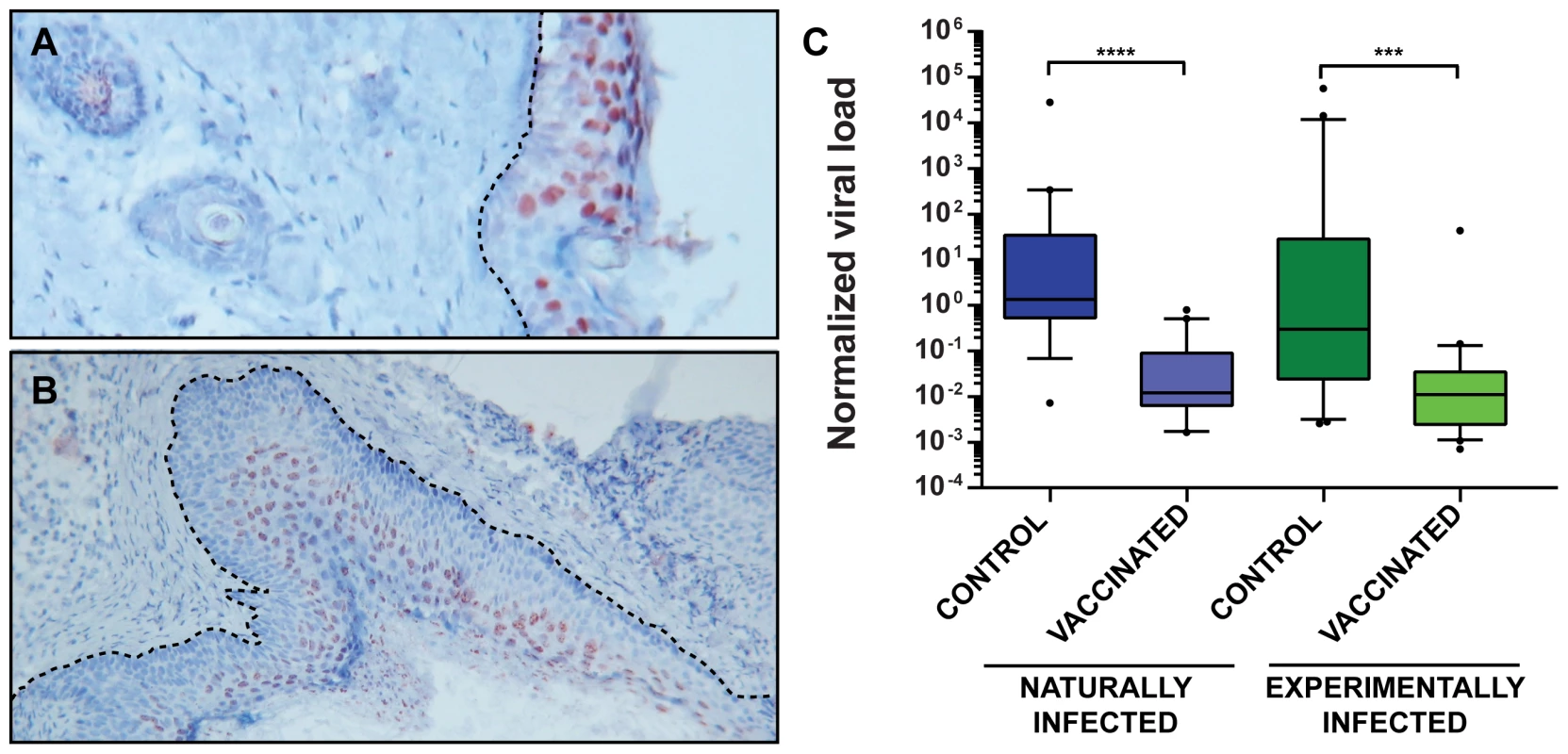 MnPV viral load in skin biopsies.