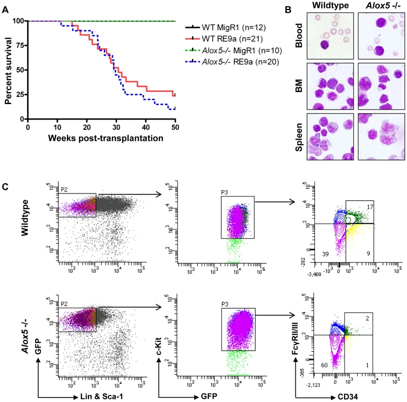 Loss of <i>Alox5</i> does not block RE9a leukemia induction <i>in vivo</i>.