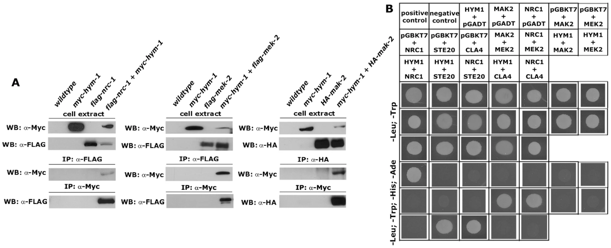 HYM1 interacts with components of the MAK2 MAP kinase pathway.