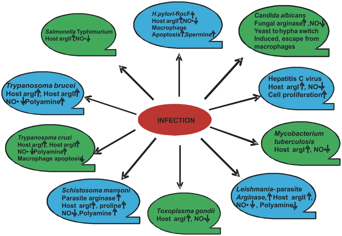 Modulation of arginase by various pathogens.