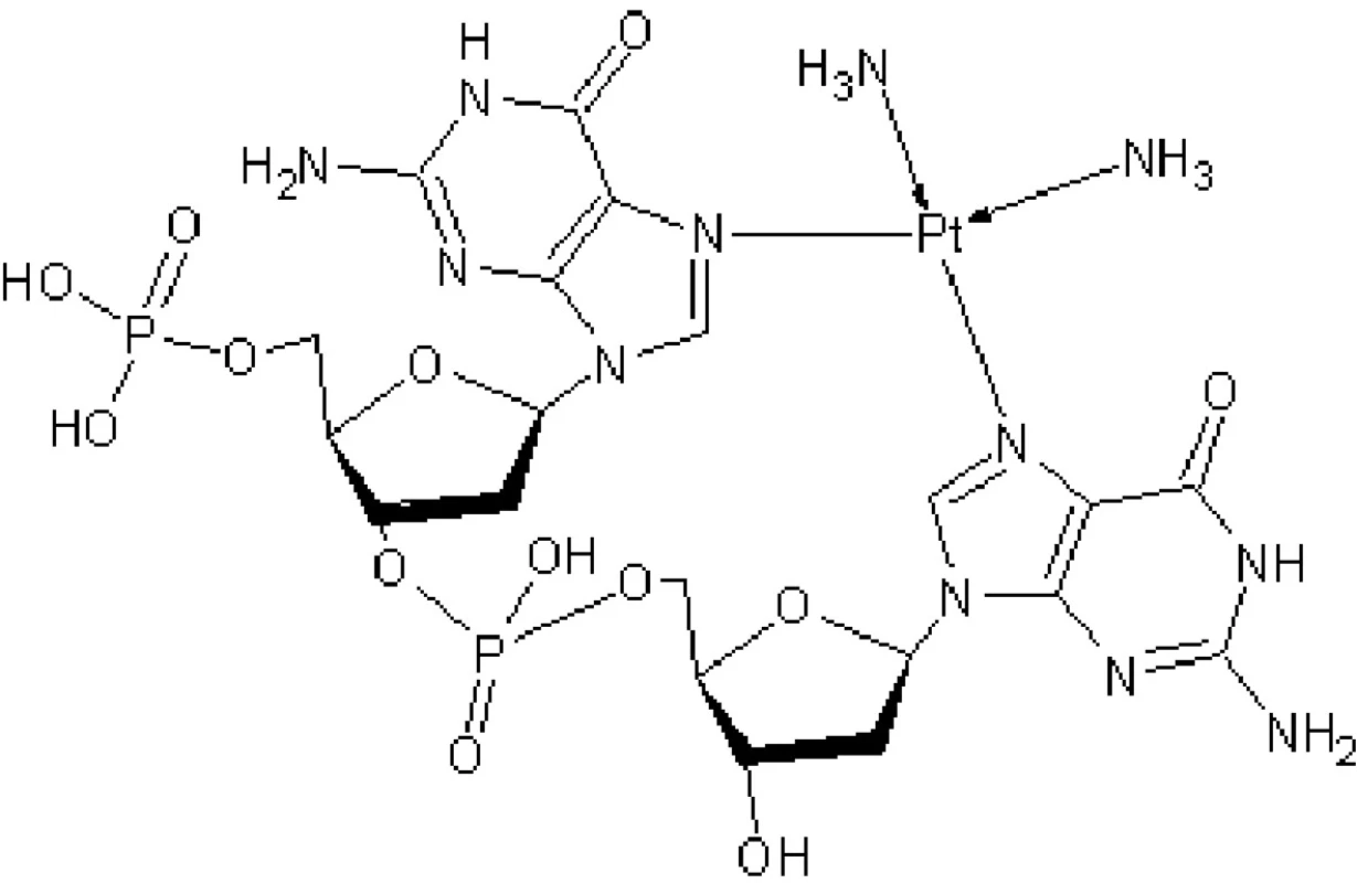 Navázání cisplatiny na dva guaniny sousedící v DNA struktuře