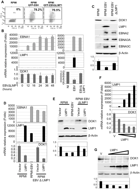 LMP1 plays a key role in EBV-mediated <i>DOK1</i> silencing.