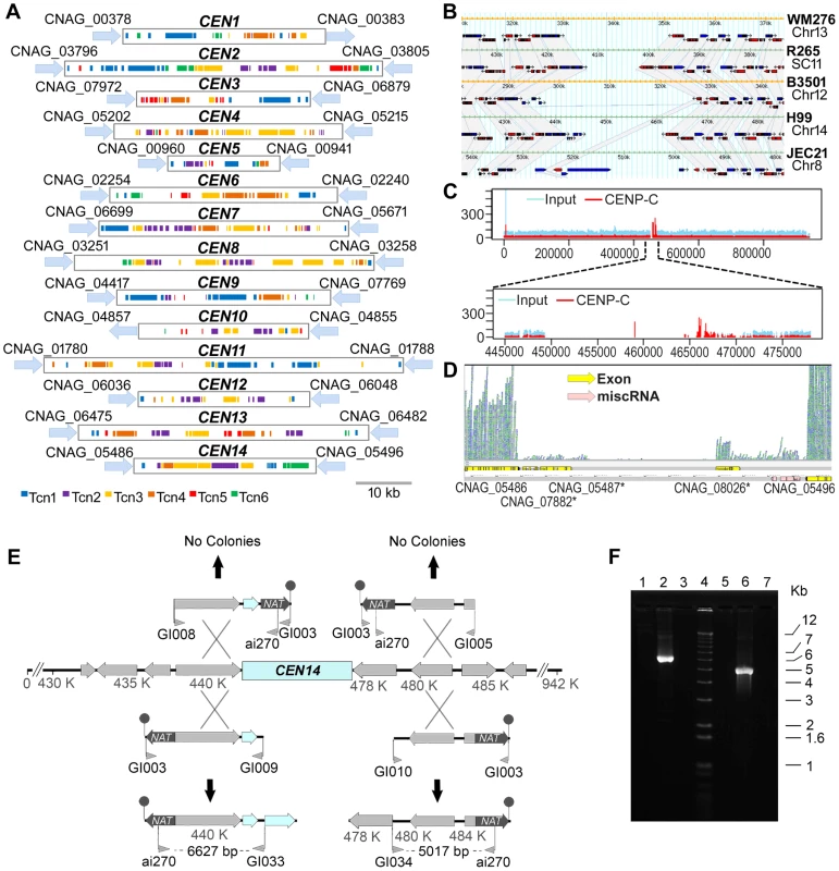 Organization of the centromeres in <i>C. neoformans</i> strain H99 and a comparison with other serotypes.