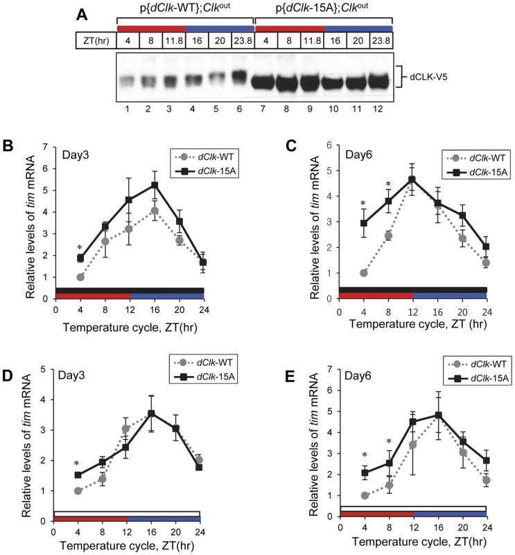 Molecular rhythms in p{<i>dClk</i>-15A};<i>Clk</i><sup>out</sup> flies show increased alterations after prolonged entrainment to temperature cycles.