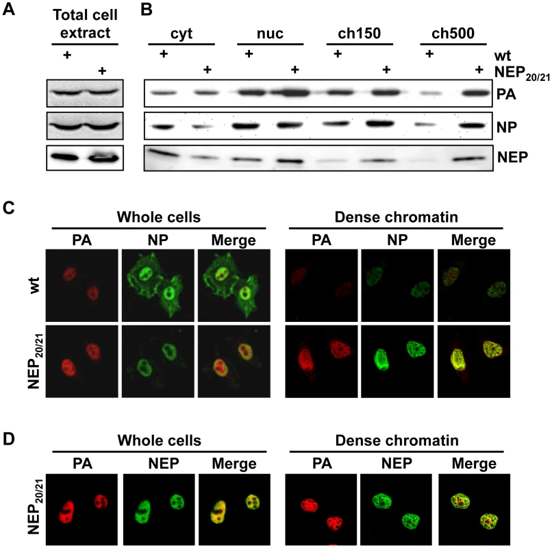 Accumulation of vRNPs on chromatin during infection with WSN-NEP<sub>20/21</sub>.