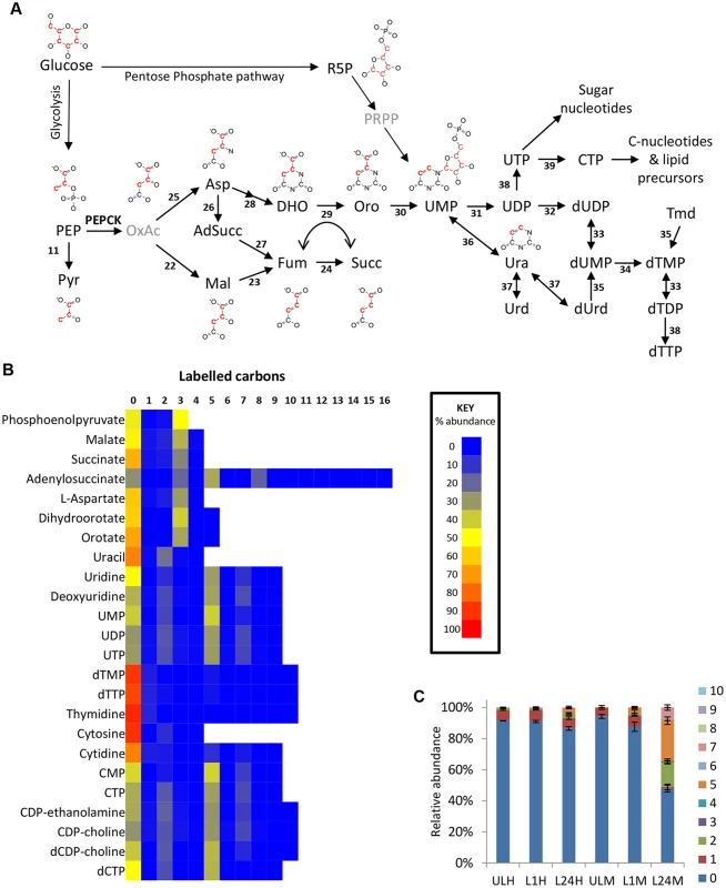 Glucose-derived dicarboxylic acid and pyrimidine metabolic pathways in BSF <i>T</i>. <i>brucei</i> indicate activity of PEPCK.
