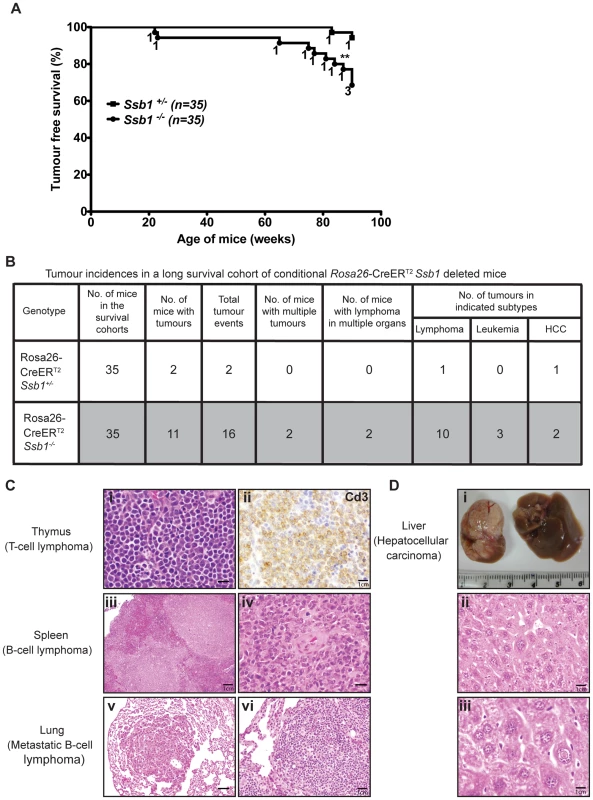 Broad tumour spectrum in conditional <i>Ssb1</i>-deleted <i>Rosa26</i>-CreER<sup>T2</sup>: <i>Ssb1</i><sup>−/−</sup> mice.