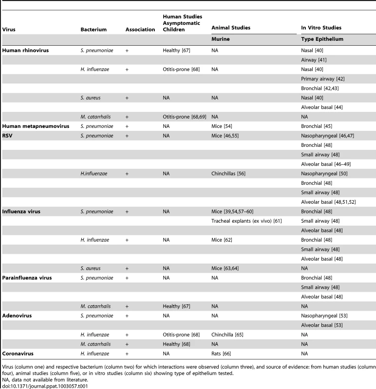 Viral–bacterial interaction based on data available from human, animal, and in vitro studies.