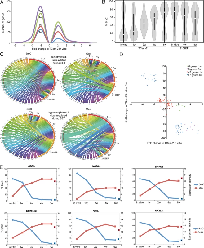 Detailed analyses of Gex and 5mC dynamics during reprogramming of TCam-2 cells.