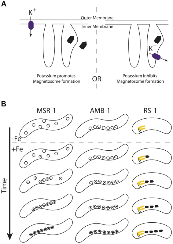 A) Models for how potassium effects magnetosome formation.