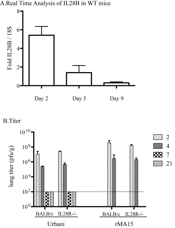 Pathogenesis of Urbani and rMA15 viruses in IL28Ra−/− mice.
