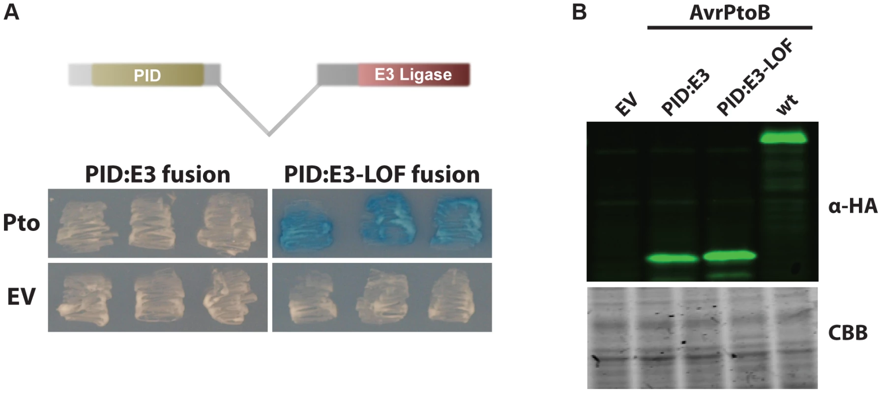 AvrPtoB mediates Pto degradation if the kinase is positioned closer to the AvrPtoB E3 ligase.
