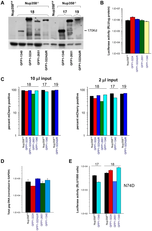 Nup358 variants with additional C-terminal regions.